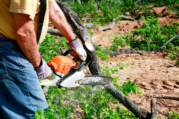 Best Tree and Shrub Care  in Llano Grande, TX